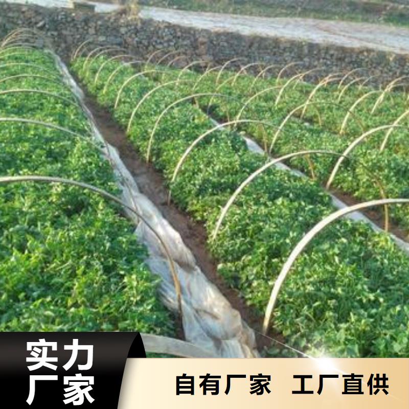 紫薯苗胡萝卜粉快捷的物流配送