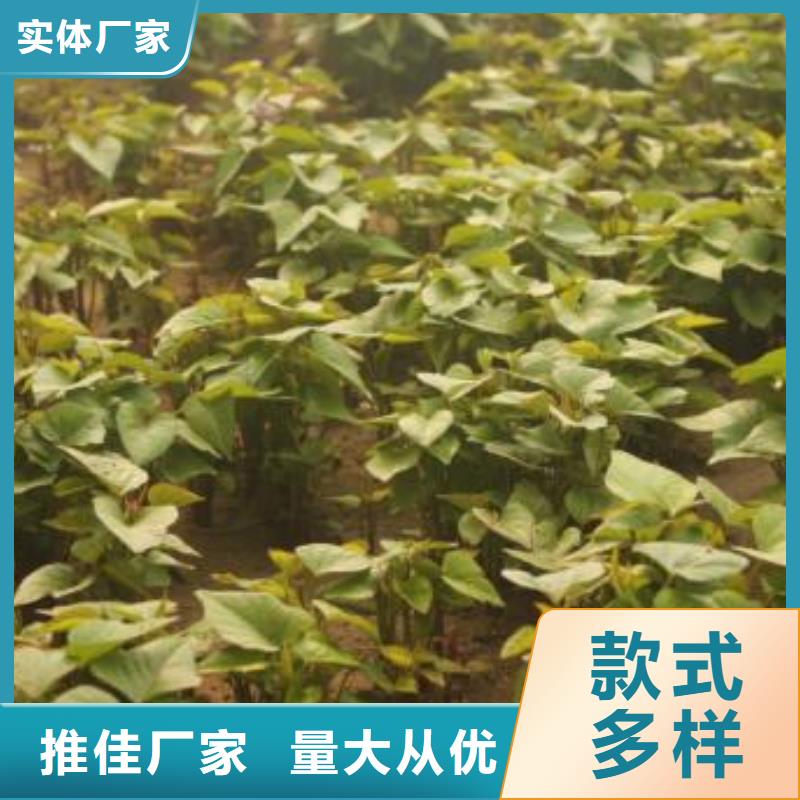 紫薯苗【羽衣甘蓝粉】优质工艺