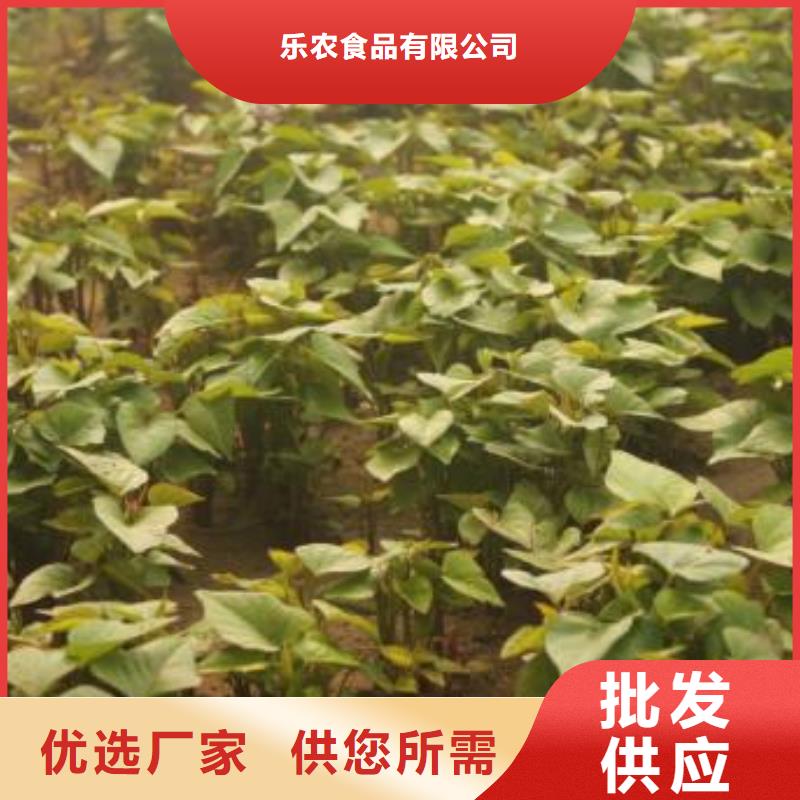 紫薯苗,羽衣甘蓝粉适用范围广