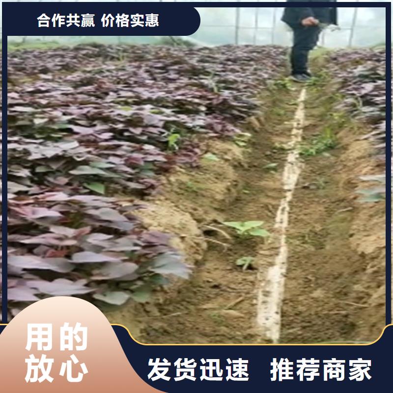 紫薯苗羽衣甘蓝粉厂家规格全