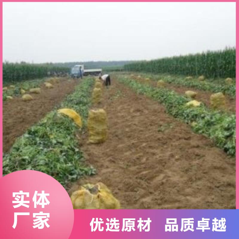 紫薯苗紫薯粉源头厂源头货