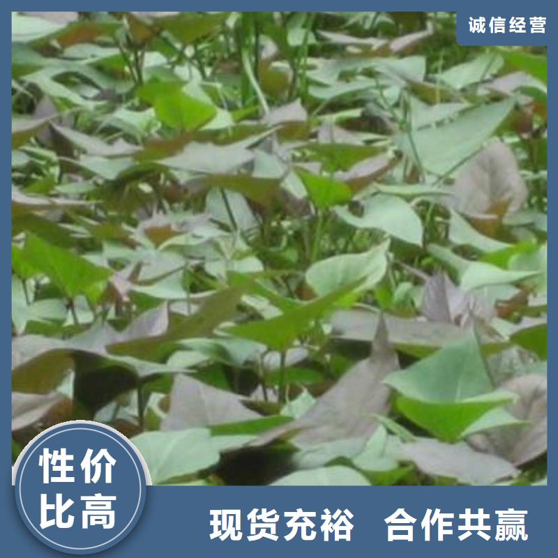 紫薯苗羽衣甘蓝粉就近发货