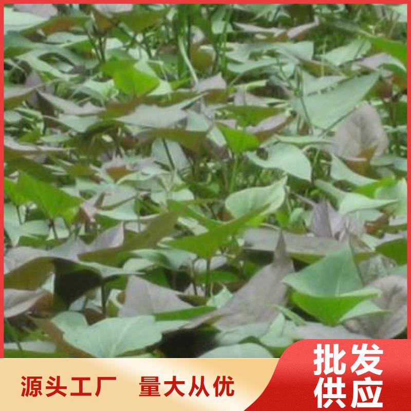 紫薯苗紫薯粉厂家按需设计