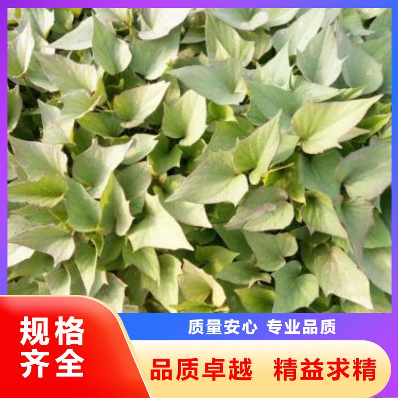 紫薯苗【羽衣甘蓝粉】优质工艺
