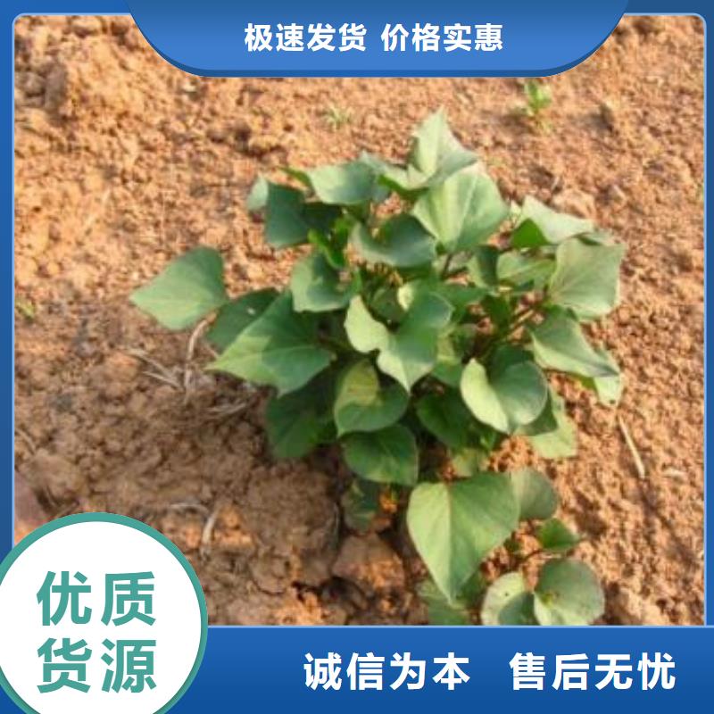 紫薯苗【羽衣甘蓝粉】优质工艺