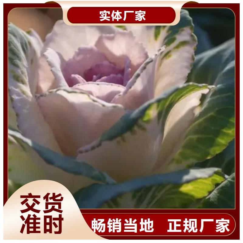 甘蓝粉源头直供厂家