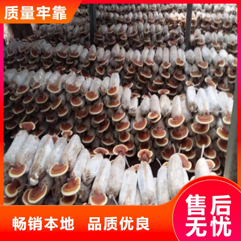灵芝孢子粉-灵芝菌种详细参数