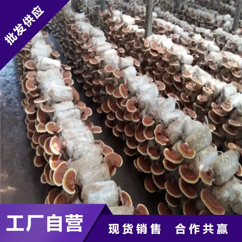 灵芝孢子粉【灵芝孢子粉价格】精品优选