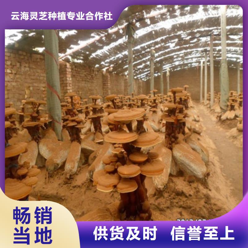 灵芝孢子粉-破壁灵芝孢子粉分类和特点