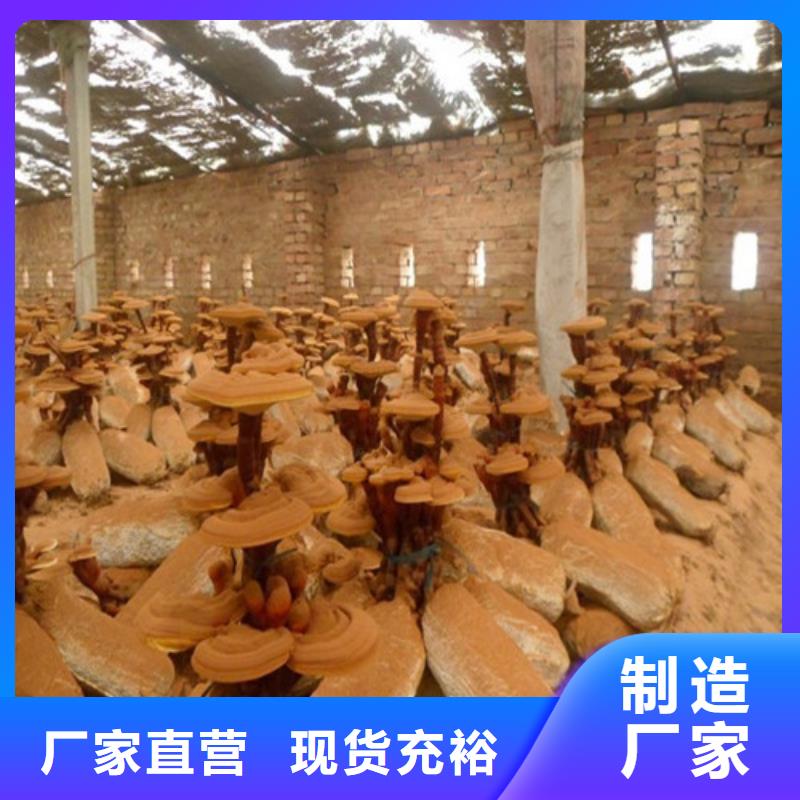 【灵芝孢子粉】灵芝菌种产品细节参数