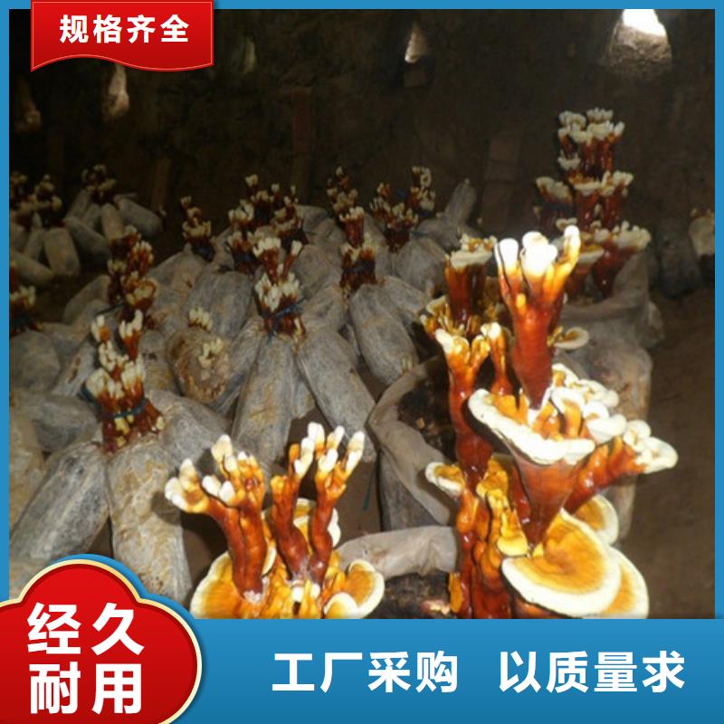 【灵芝孢子粉】灵芝菌种产品细节参数