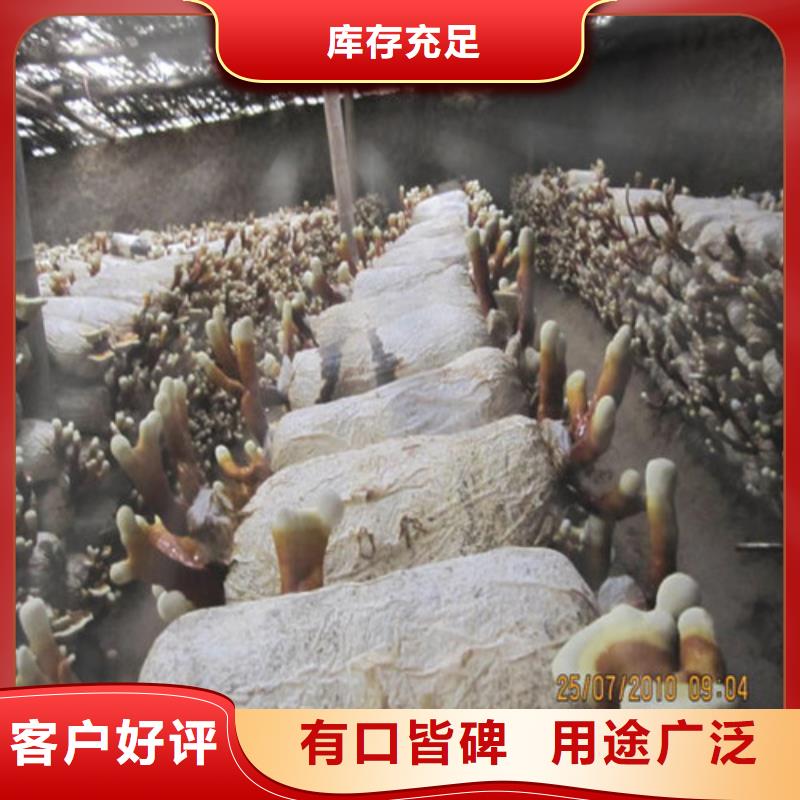 灵芝孢子粉【灵芝盆景】讲信誉保质量