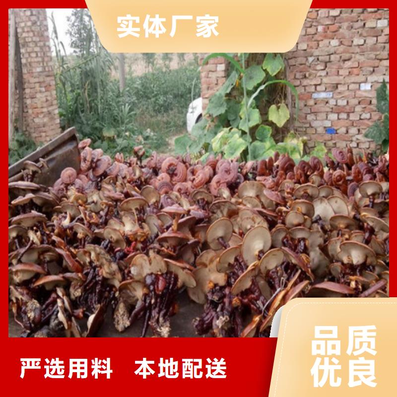 【灵芝孢子粉灵芝菌种实力派厂家】