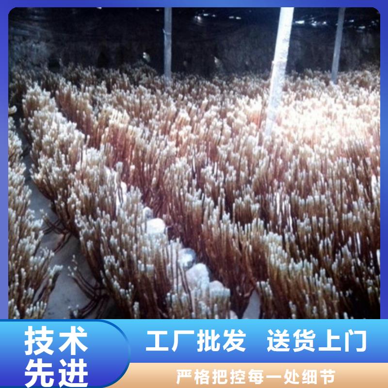 灵芝孢子粉【灵芝盆景】讲信誉保质量