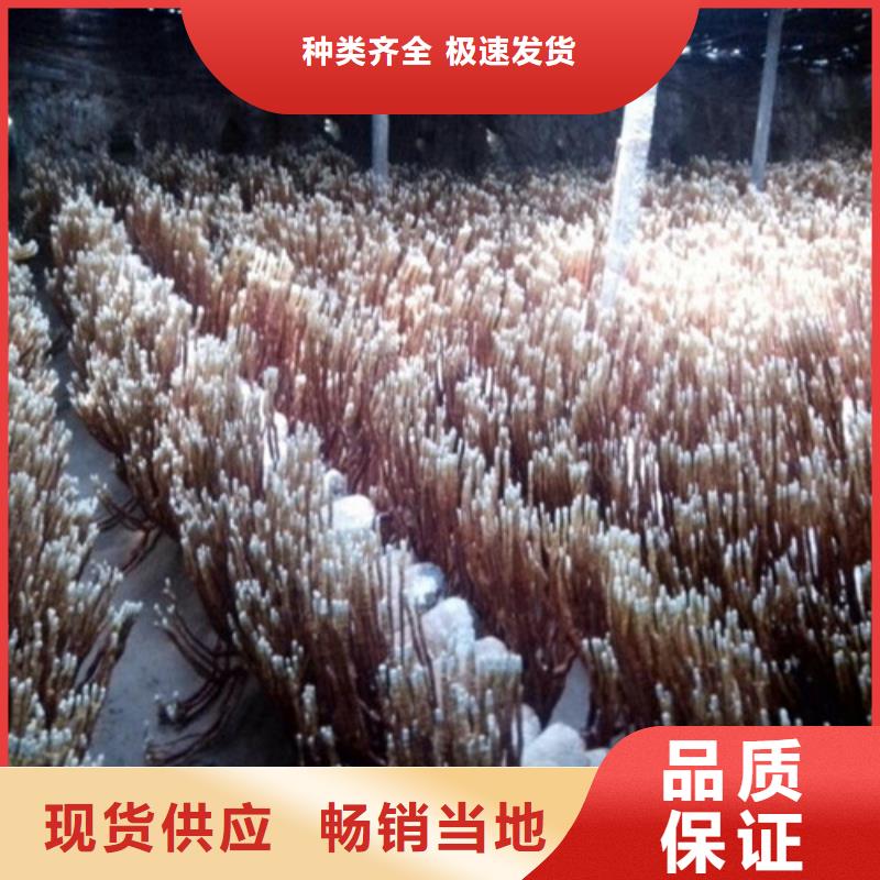 【灵芝孢子粉灵芝盆景货品齐全】