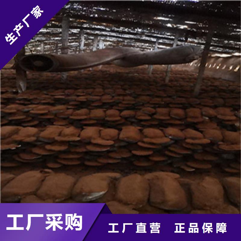 【灵芝孢子粉灵芝盆景货品齐全】