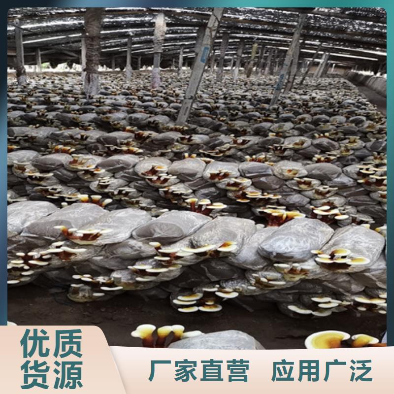 灵芝孢子粉-灵芝菌种详细参数