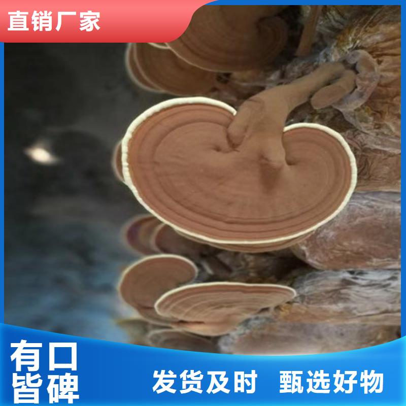 【灵芝孢子粉】灵芝菌种产品细节参数