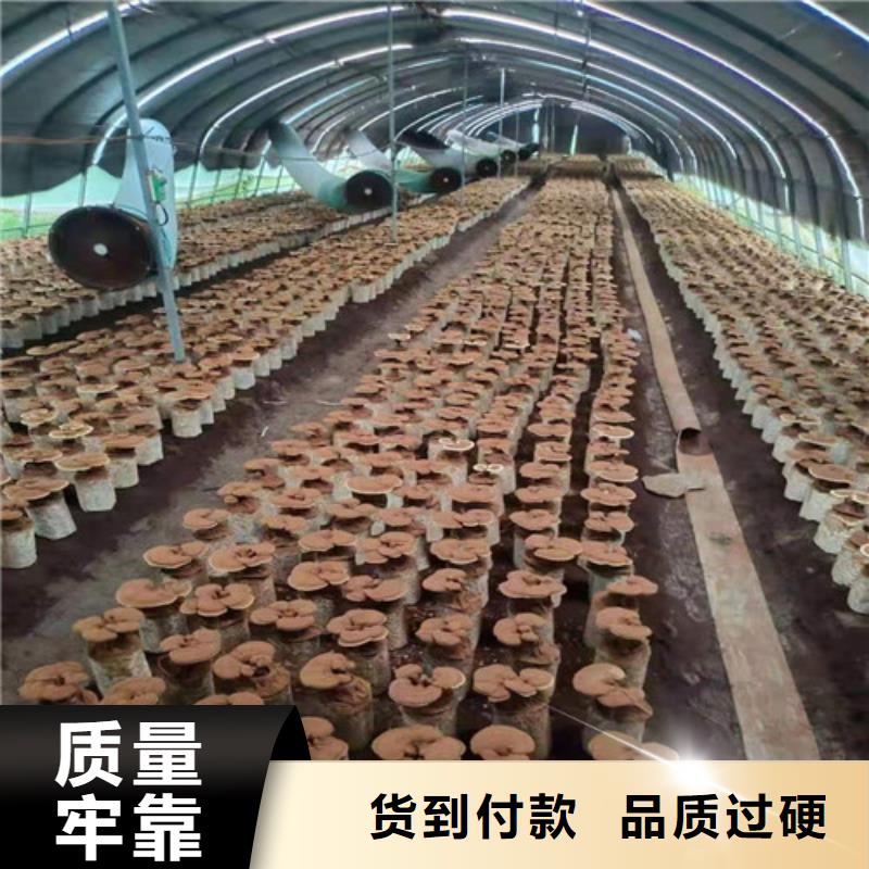 灵芝孢子粉【灵芝盆景】讲信誉保质量