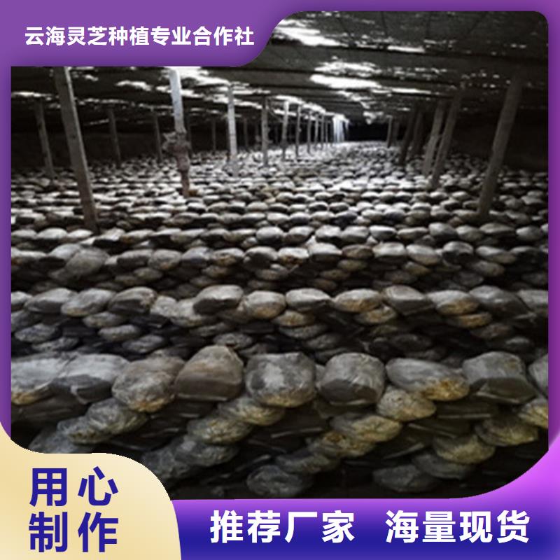 【灵芝孢子粉灵芝盆景货品齐全】