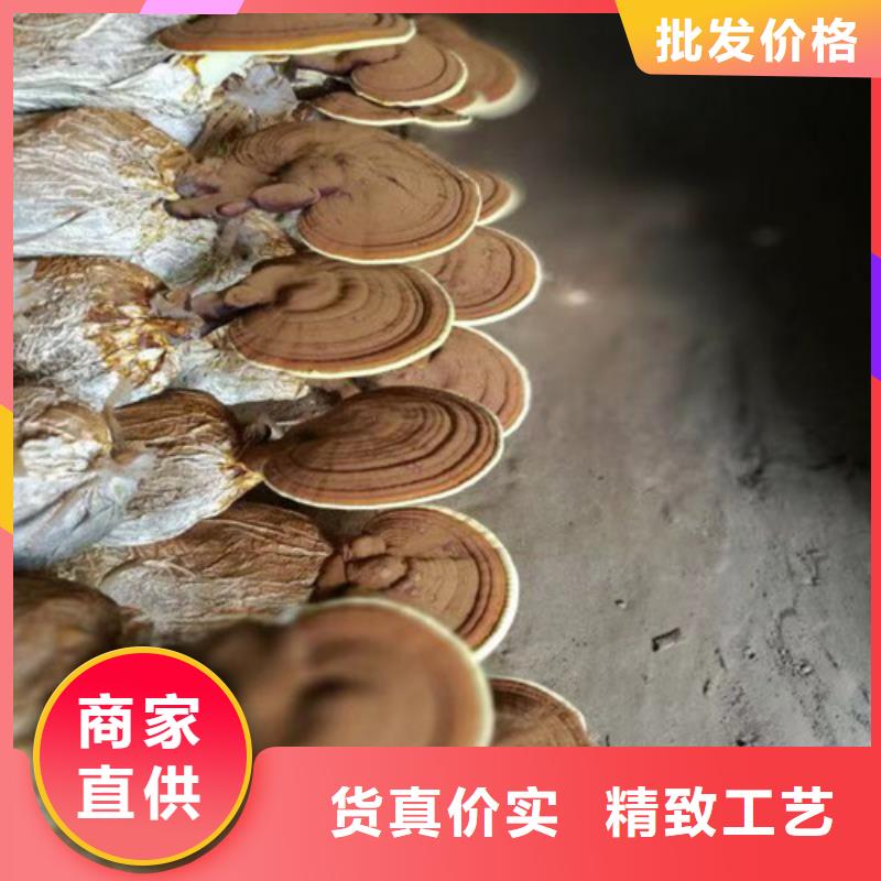 灵芝孢子粉-灵芝菌种详细参数