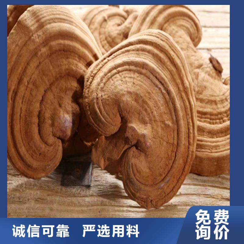 灵芝孢子粉【灵芝盆景】讲信誉保质量