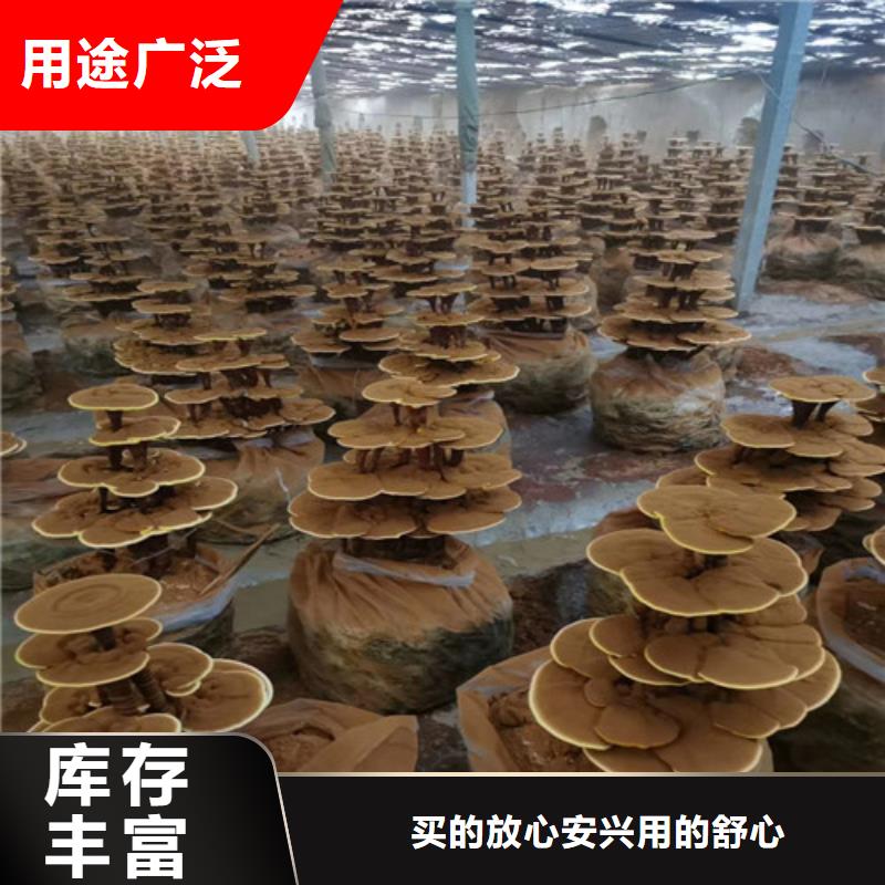 灵芝孢子粉-灵芝菌种详细参数