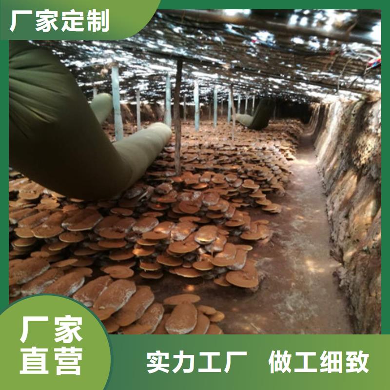 灵芝孢子粉-灵芝菌种详细参数
