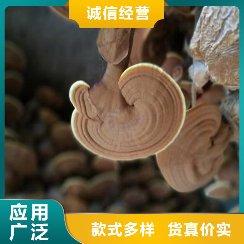灵芝孢子粉-破壁灵芝孢子粉分类和特点
