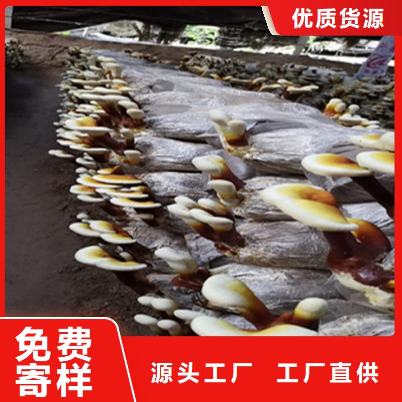 灵芝孢子粉灵芝盆景拒绝伪劣产品
