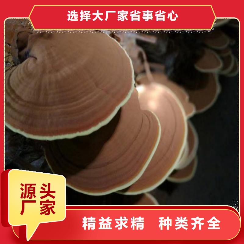 灵芝孢子粉-破壁灵芝孢子粉分类和特点