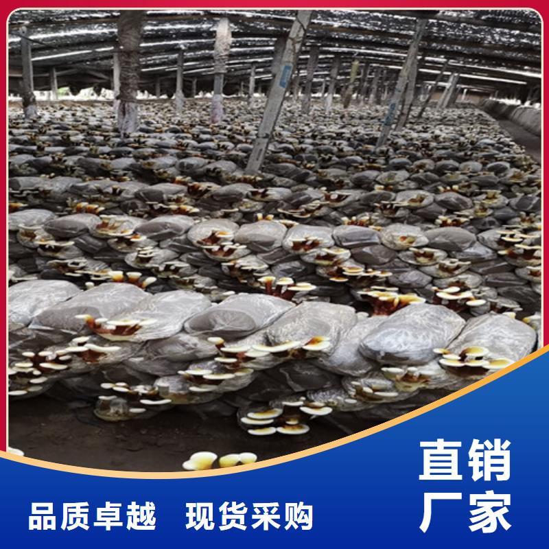 【灵芝孢子粉】灵芝菌种产品细节参数