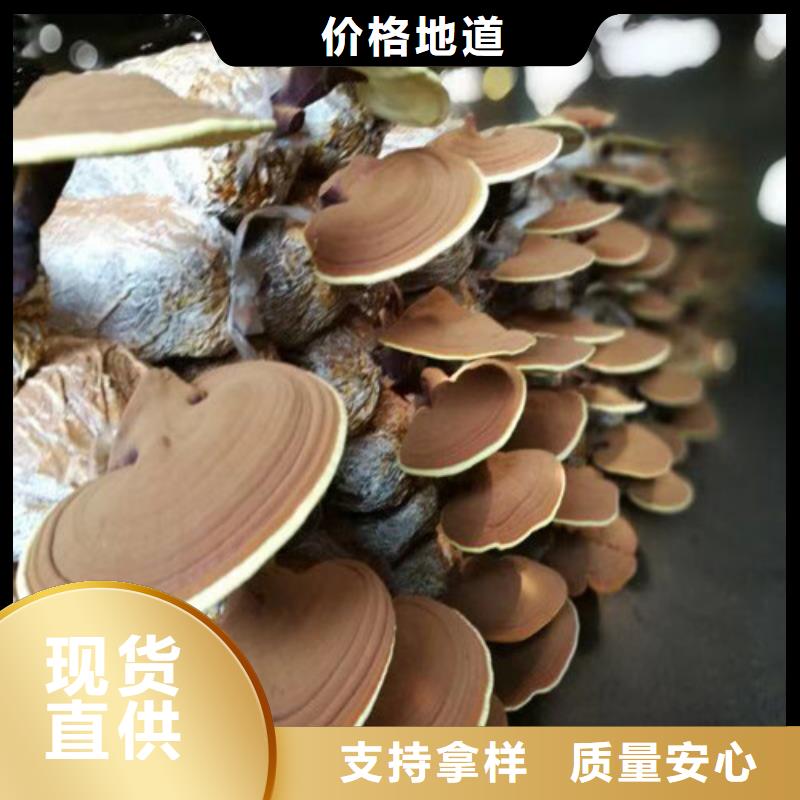 灵芝孢子粉-破壁灵芝孢子粉分类和特点