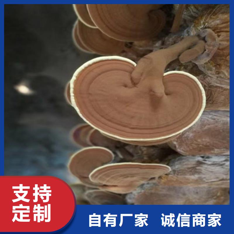 【灵芝孢子粉灵芝菌种实力派厂家】