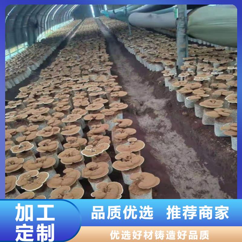 灵芝孢子粉【灵芝盆景】讲信誉保质量