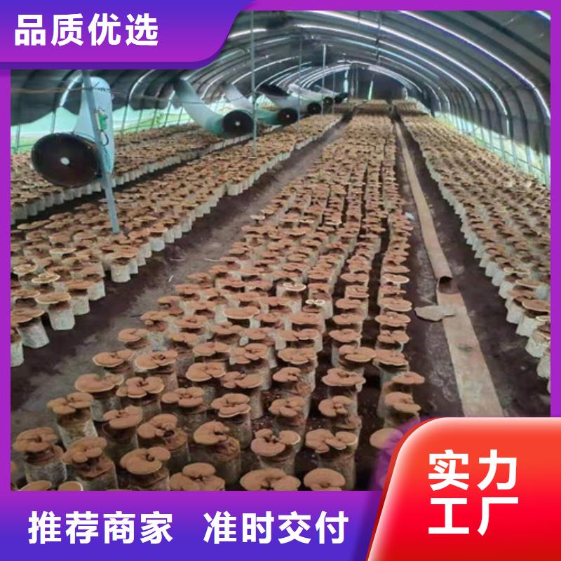 灵芝孢子粉-灵芝菌种详细参数
