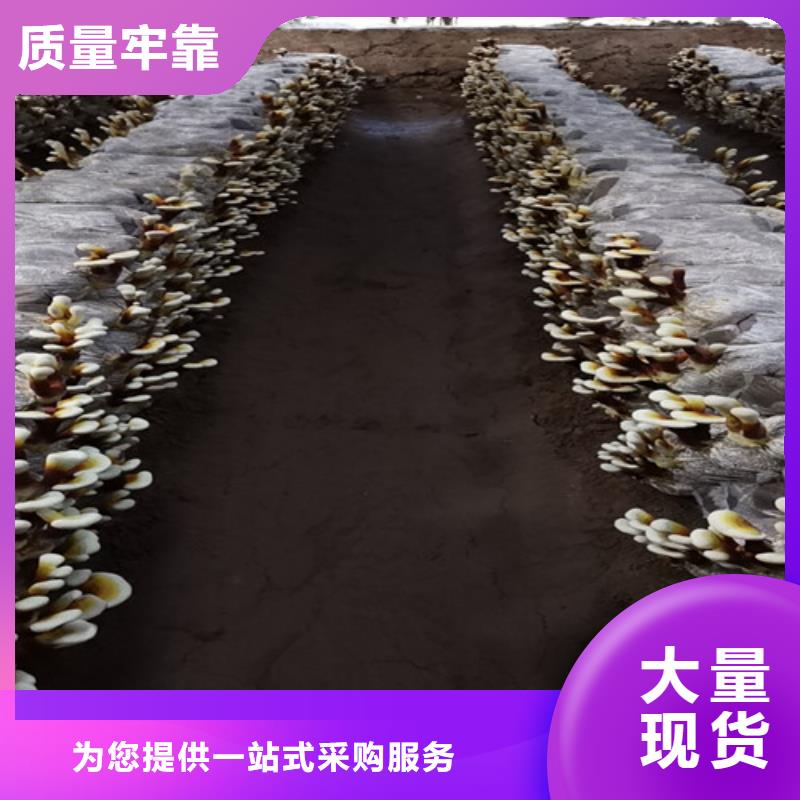 【灵芝孢子粉】灵芝菌种产品细节参数