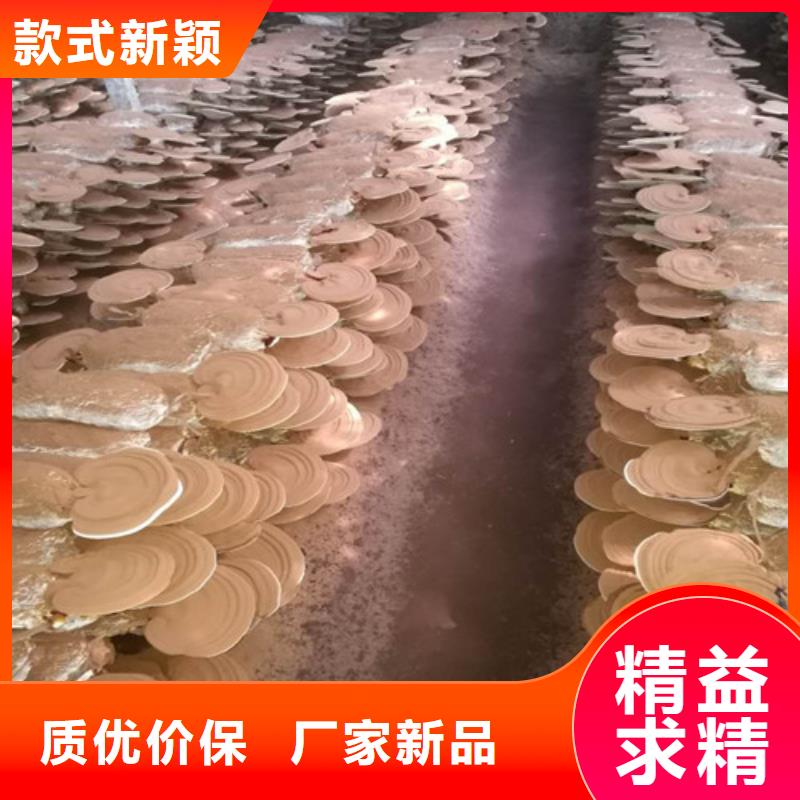 【灵芝孢子粉】灵芝菌种产品细节参数