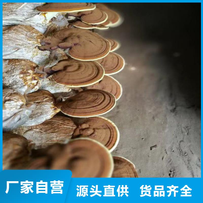 灵芝孢子粉灵芝盆景拒绝伪劣产品