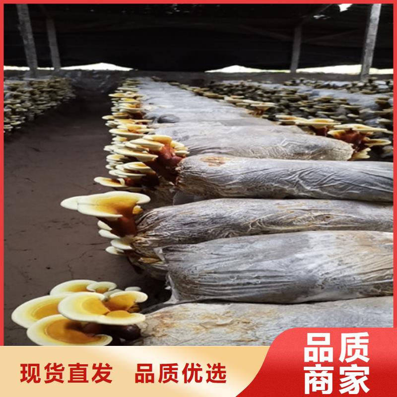 灵芝孢子粉-灵芝菌种详细参数