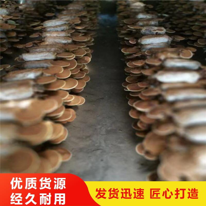 【灵芝孢子粉】灵芝菌种产品细节参数