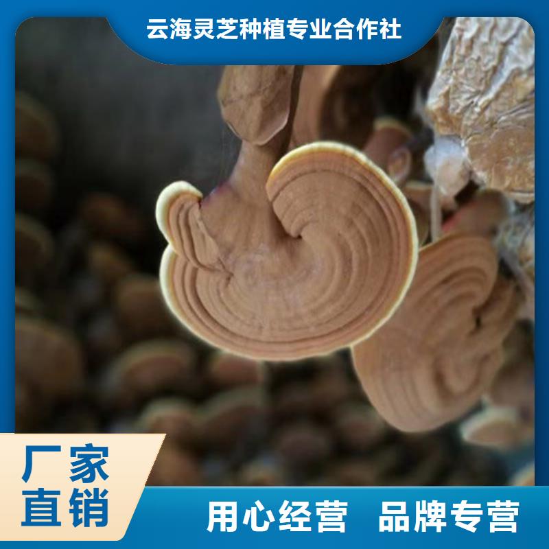 灵芝孢子粉-破壁灵芝孢子粉分类和特点