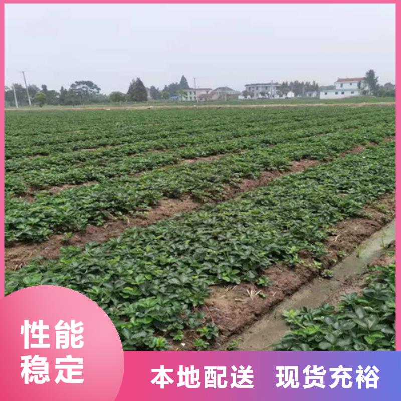 【草莓苗大棚草莓苗诚信厂家】