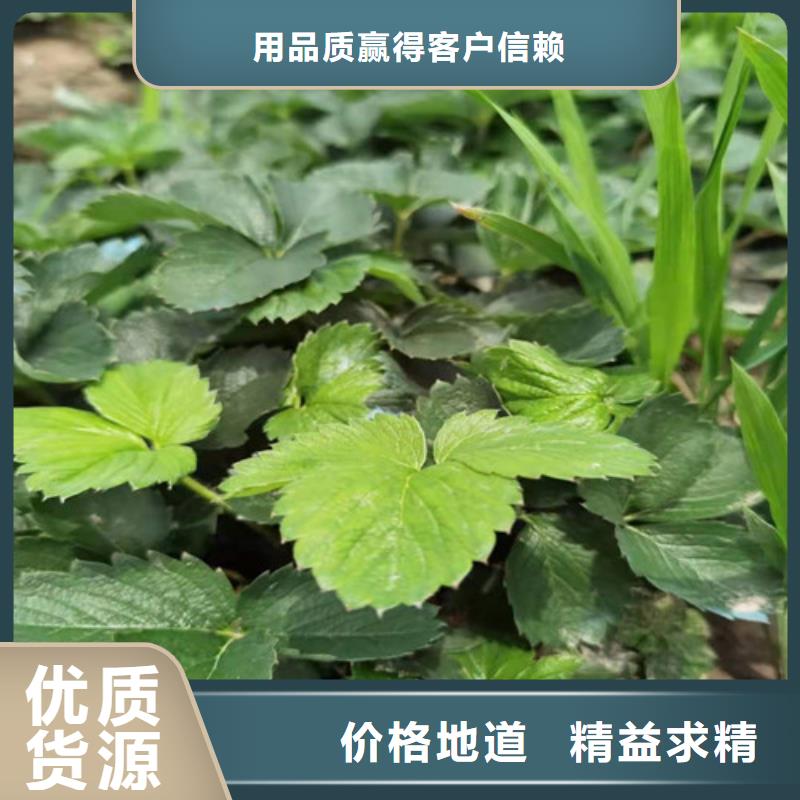 【草莓苗,樱桃树苗符合行业标准】