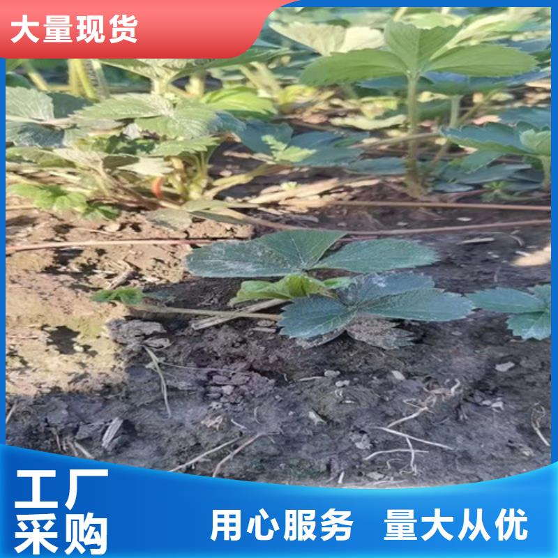 【草莓苗】大棚草莓苗值得买