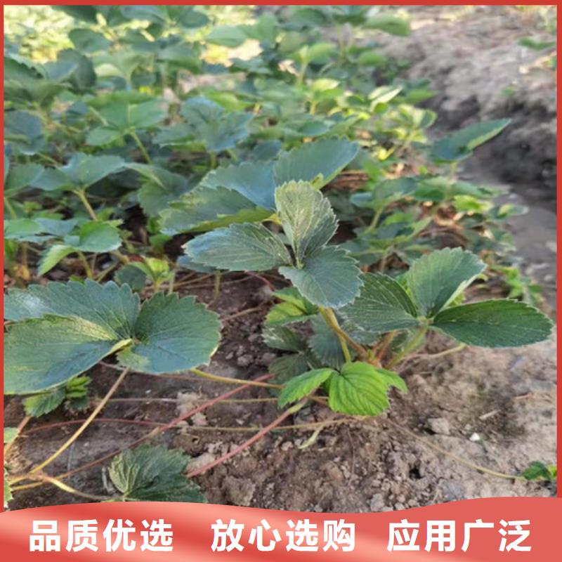 【草莓苗-辣椒苗诚信商家】