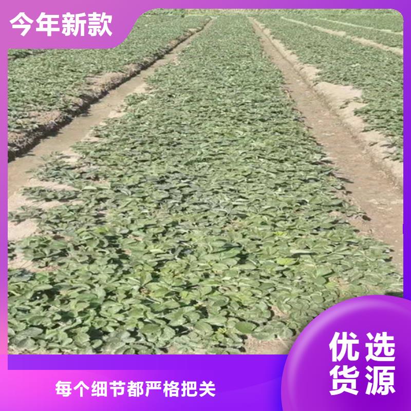 草莓苗核桃苗严选用料