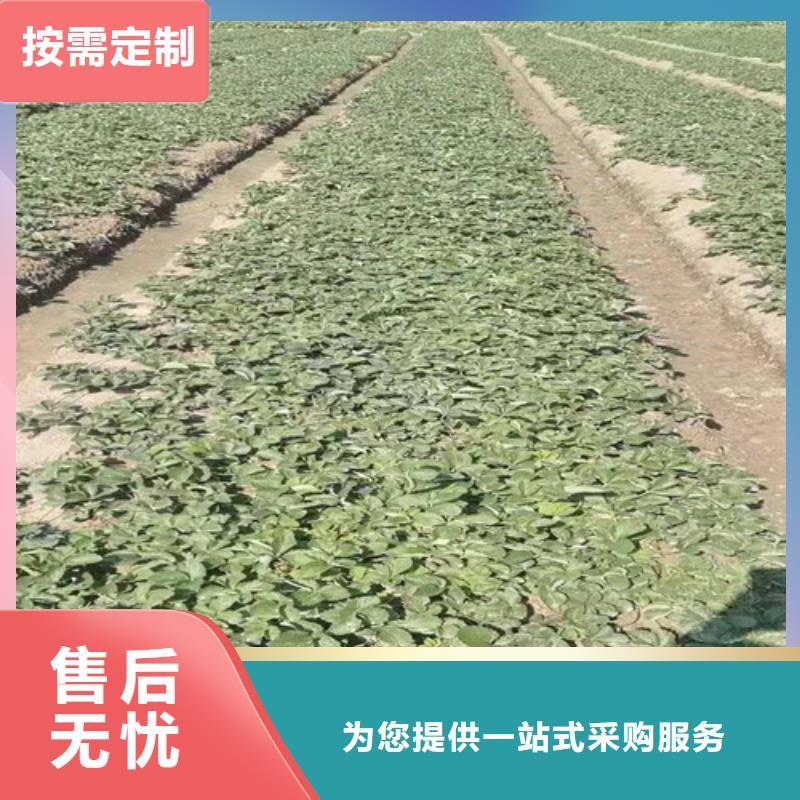 草莓苗-蟠桃苗高标准高品质