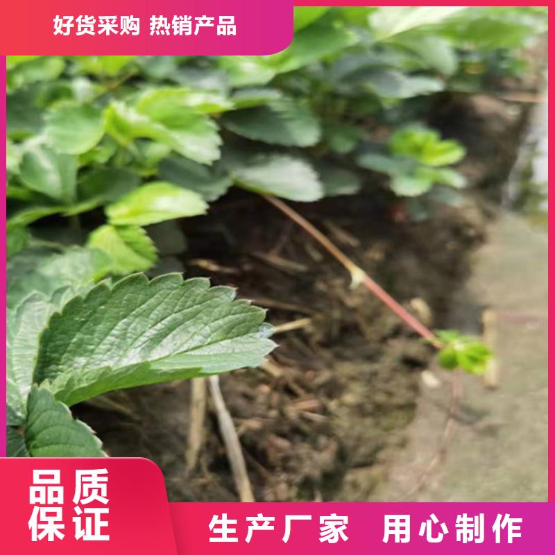 草莓苗【苹果苗】厂家实力雄厚