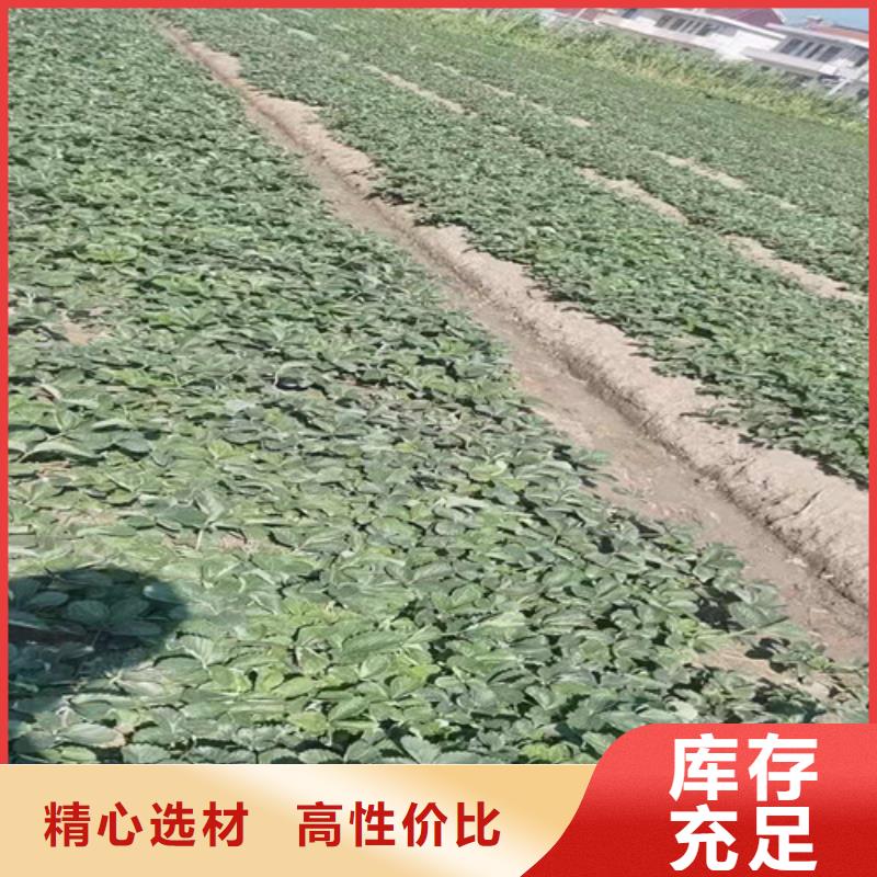 【草莓苗】大棚草莓苗值得买